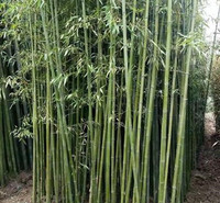 天津翠竹生产基地 绿化竹子供应基地 西安金镶玉竹苗报价