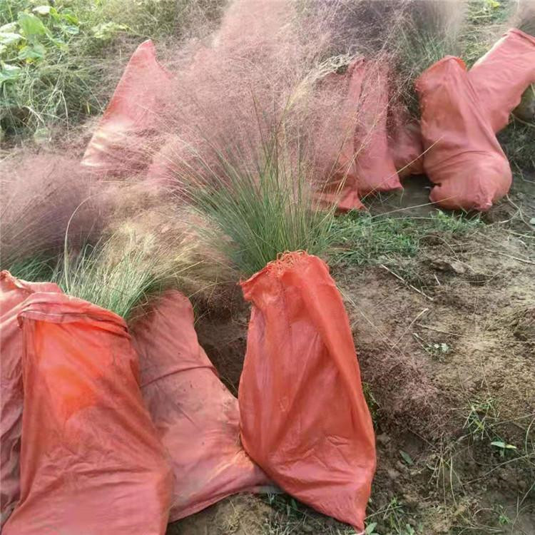 陕西粉黛乱子草批发基地 安徽粉黛乱子草新价格 粉黛乱子草批发生产基地