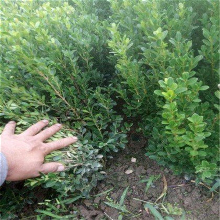 威海小叶黄杨繁育基地 小叶黄杨苗商供应 小叶黄杨穴盘苗供应