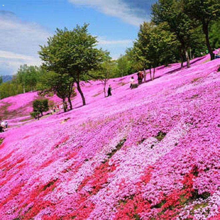 威海芝樱繁育基地 丛生福禄考杯苗价格表 芝樱苗批发生产基地