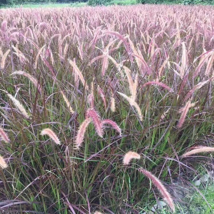 陕西狼尾草批发基地 狼尾草商供应 西安狼尾草苗报价