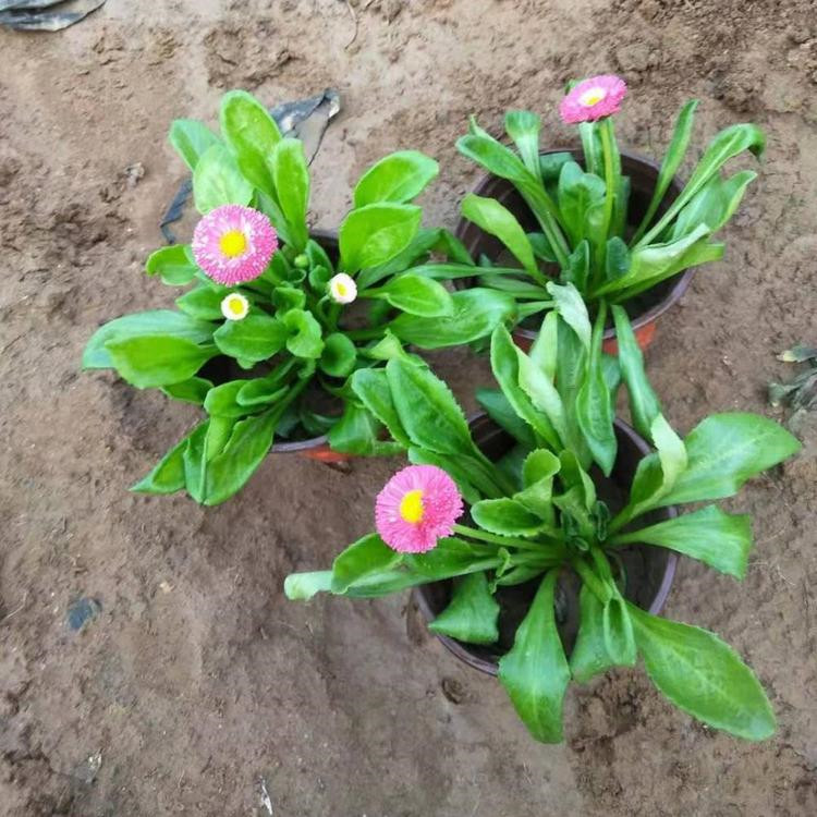 陕西雏菊批发基地 雏菊批发供应基地 雏菊批发供应