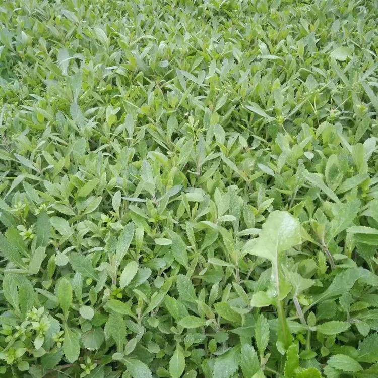 天津柳叶马鞭草生产基地 马鞭草销售基地 柳叶马鞭草基地种植基地