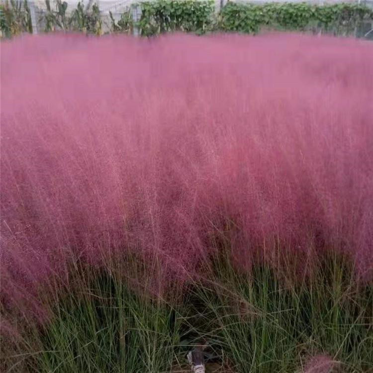 天津粉黛乱子草生产基地 粉黛乱子草供应基地 粉黛乱子草苗批发基地