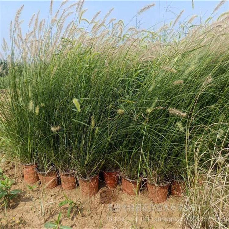 淄博狼尾草生产基地 狼尾草营养杯报价 狼尾草批发生产基地