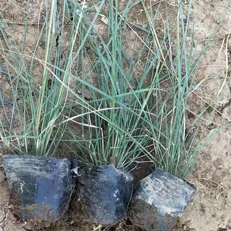 淄博粉黛乱子草生产基地 安徽粉黛乱子草新价格 粉黛乱子草幼苗繁育基地