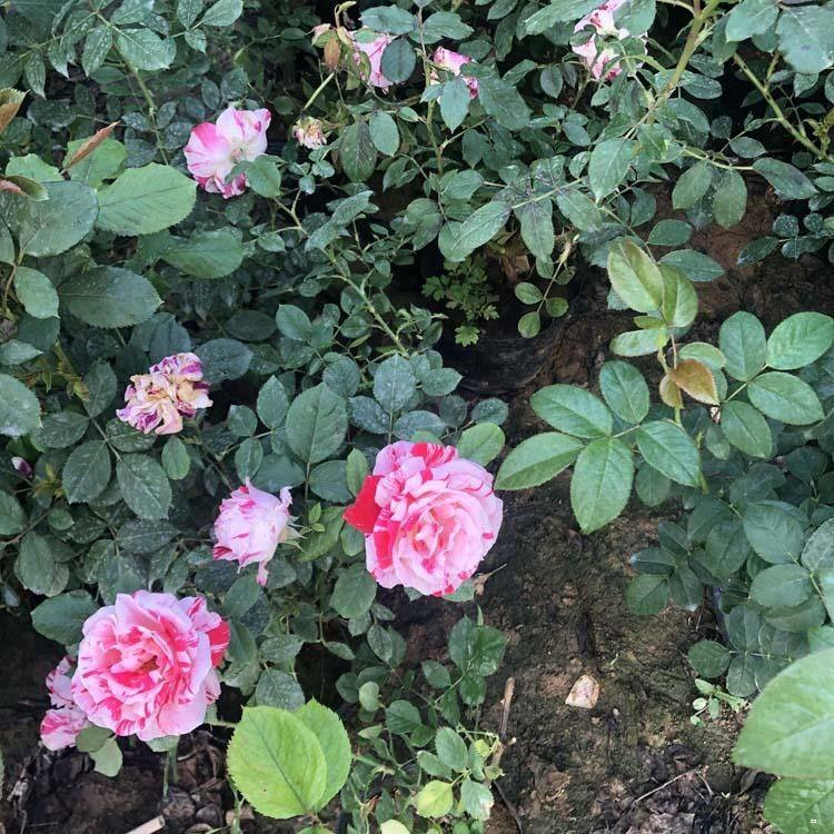 河北大花月季批发 大花月季杯苗价格表 月季基地种植基地