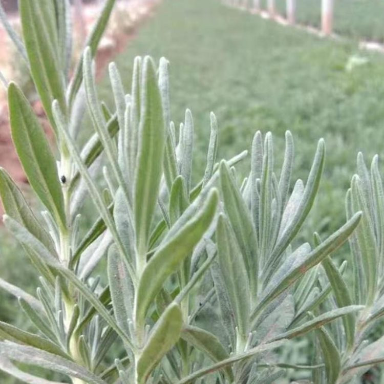 陕西薰衣草批发基地 薰衣草批发供应基地 黑龙江薰衣草供应批发