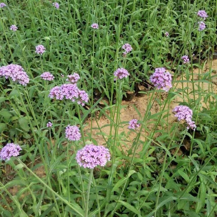 陕西柳叶马鞭草批发基地 马鞭草商供应 柳叶马鞭草苗批发基地