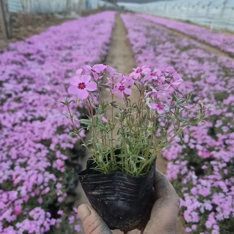 淄博芝樱生产基地 丛生福禄考杯苗价格表 丛生福禄考穴盘苗供应