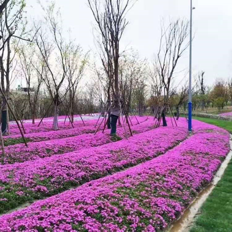 天津芝樱生产基地 丛生福禄考小苗批发 丛生福禄考幼苗繁育基地