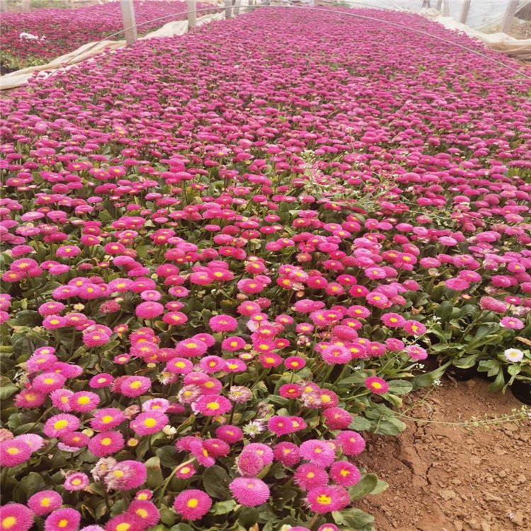 淄博雏菊生产基地 雏菊杯苗价格表 雏菊基地种植基地