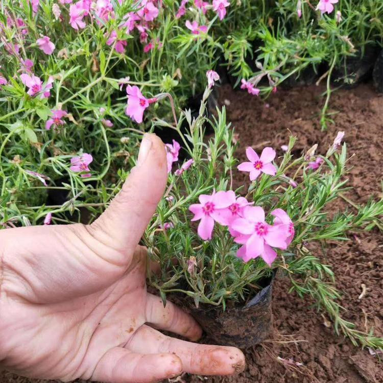山东芝樱供应基地 丛生福禄考营养杯报价 丛生福禄考批发供应