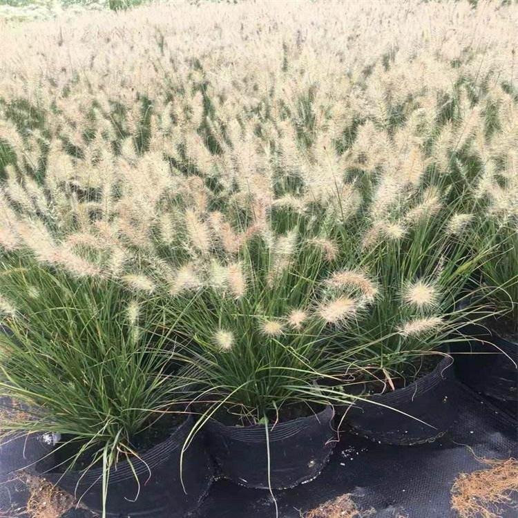 河北狼尾草批发 分枝多的狼尾草 狼尾草幼苗繁育基地