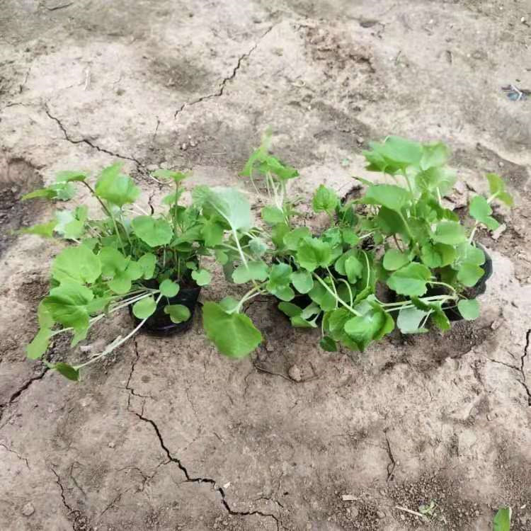 山东二月兰供应基地 分枝多的二月兰 二月兰批发生产基地
