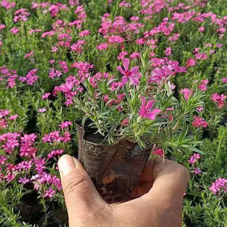 天津芝樱生产基地 丛生福禄考分枝多的 丛生福禄考批发供应