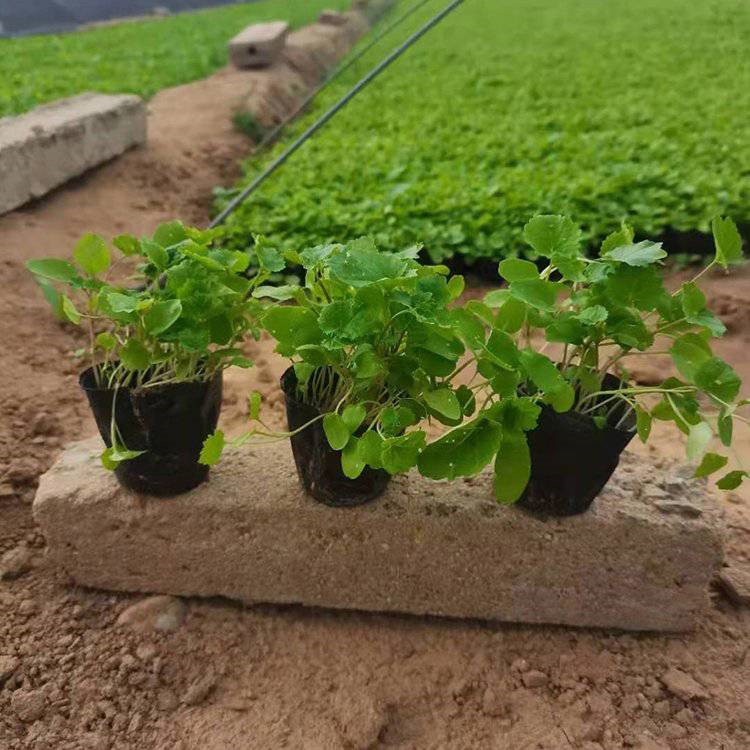 青州二月兰杯苗价格 江苏二月兰批发供应 二月兰新价格