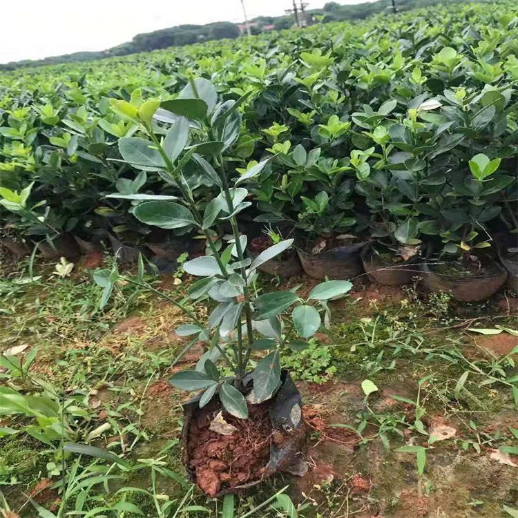 陕西大叶黄杨批发基地 大叶黄杨供应基地 大叶黄杨批发供应