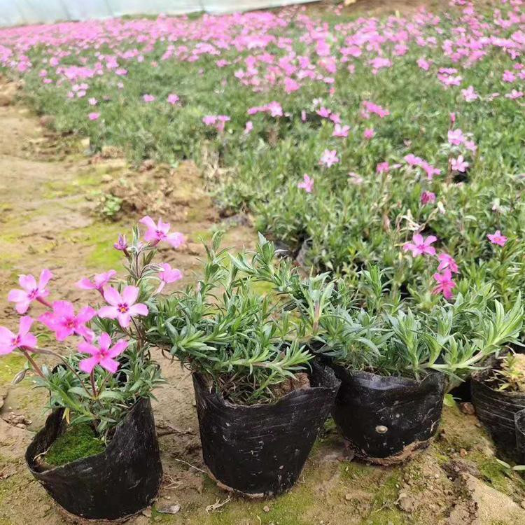 淄博芝樱生产基地 丛生福禄考供应基地 丛生福禄考苗批发基地