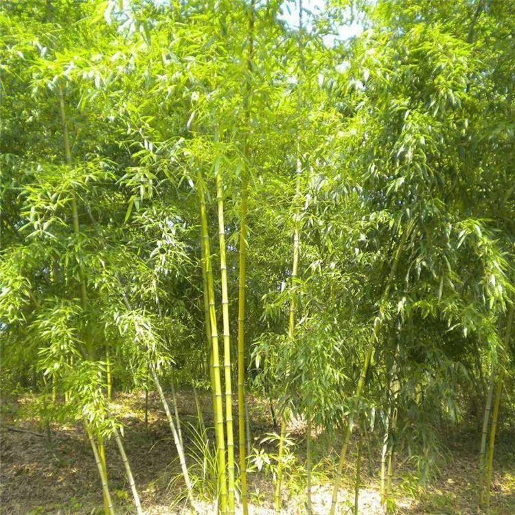 唐山翠竹供应 江苏绿化竹子批发供应 金镶玉竹批发生产基地