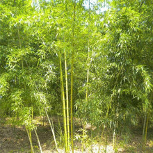 唐山翠竹供应 江苏绿化竹子批发供应 金镶玉竹批发生产基地
