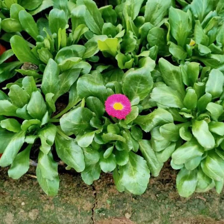 山东雏菊供应基地 分枝多的雏菊 雏菊基地种植基地