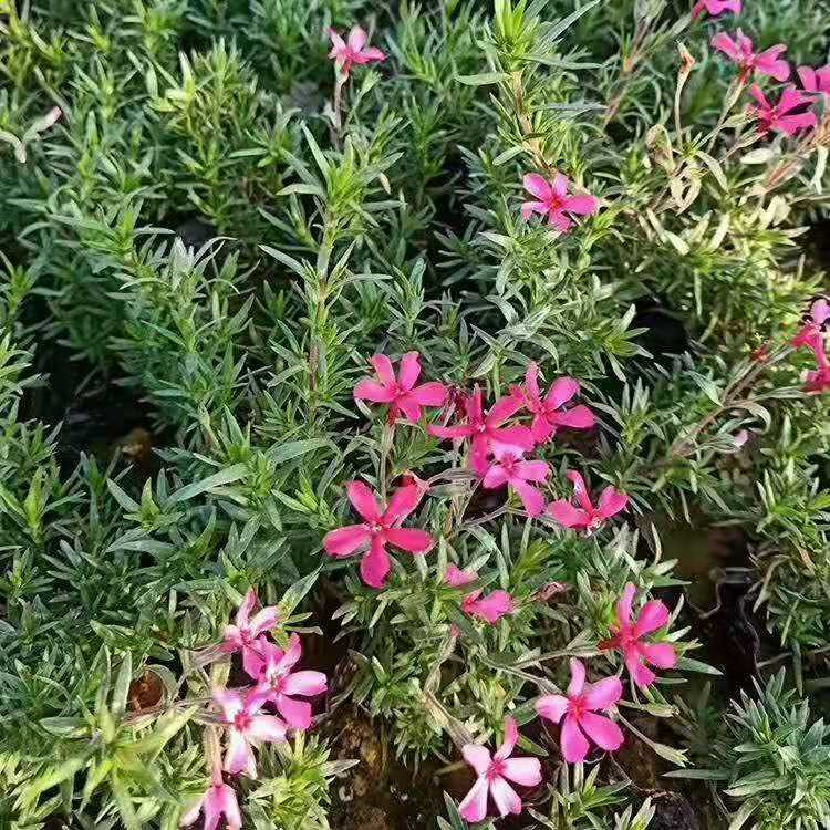 威海芝樱繁育基地 丛生福禄考小苗批发 丛生福禄考苗批发基地