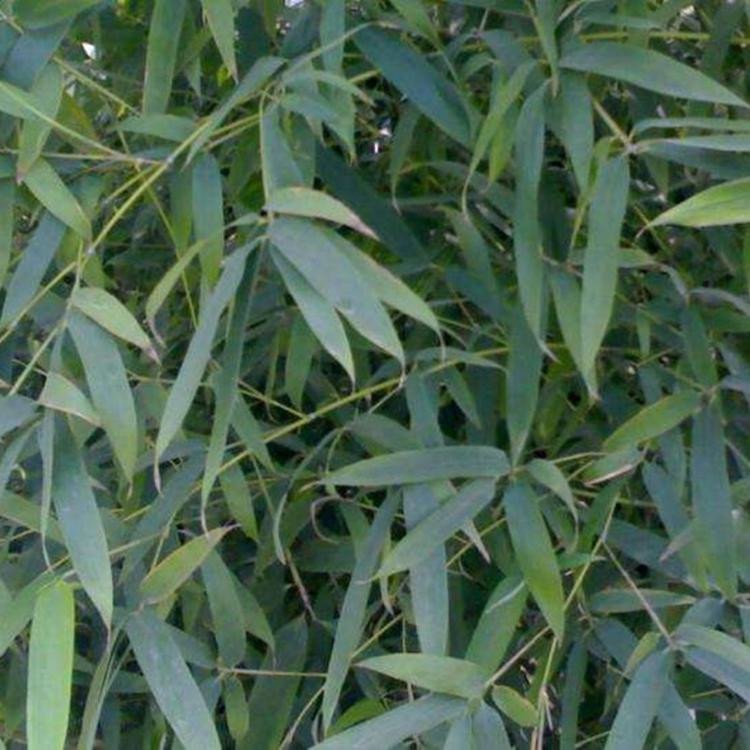 淄博翠竹生产基地 绿化竹子小苗批发 金镶玉竹基地种植基地