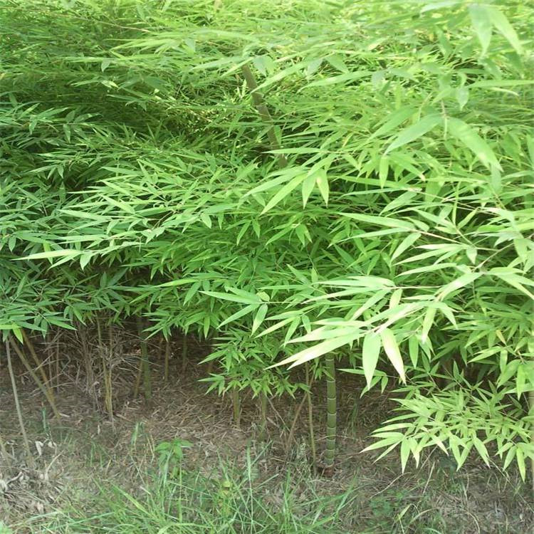 烟台翠竹直销基地 绿化竹子分枝多的 金镶玉竹基地种植基地