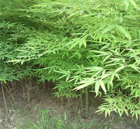 烟台翠竹直销基地 绿化竹子分枝多的 金镶玉竹基地种植基地