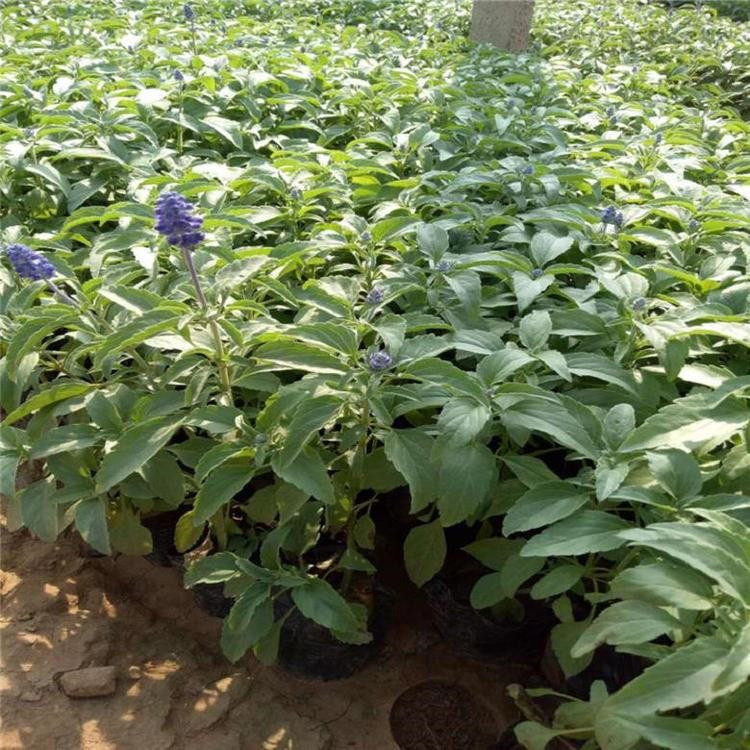 山东二月兰供应基地 安徽二月兰新价格 二月兰苗批发基地