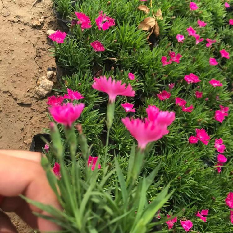 山东欧石竹供应基地 欧石竹供应基地 欧石竹基地种植基地