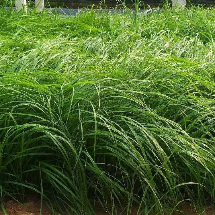 威海狼尾草繁育基地 狼尾草小苗批发 狼尾草新价格