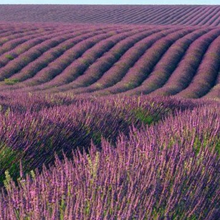 唐山薰衣草供应 江苏薰衣草批发供应 薰衣草基地种植基地