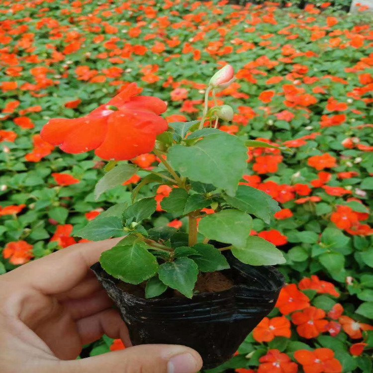 非洲凤仙 非洲凤仙苗商供应 非洲凤仙基地种植基地