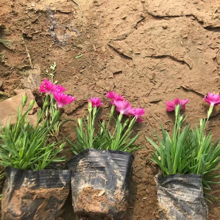 陕西欧石竹批发基地 欧石竹杯苗价格表 欧石竹幼苗繁育基地