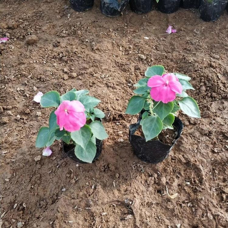 淄博非洲凤仙生产基地 非洲凤仙杯苗价格表 非洲凤仙幼苗繁育基地