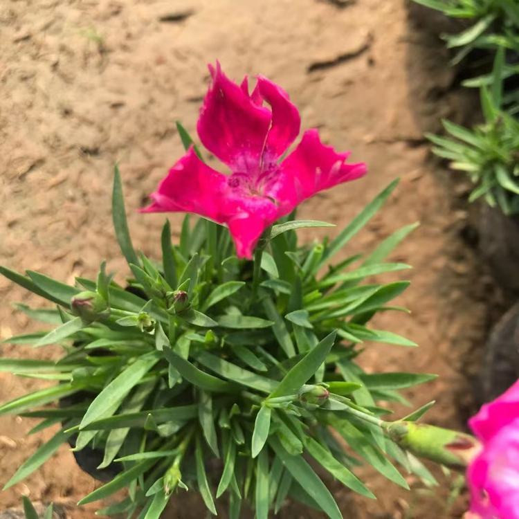 青州欧石竹杯苗价格 欧石竹销售基地 欧石竹批发供应