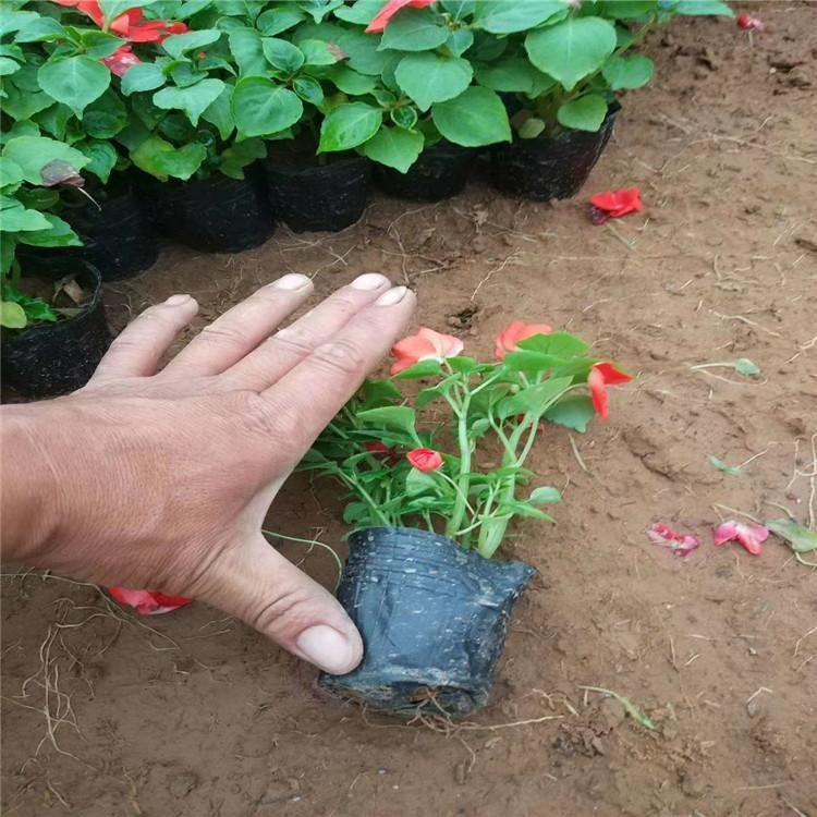 淄博非洲凤仙生产基地 非洲凤仙批发供应基地 非洲凤仙基地种植基地
