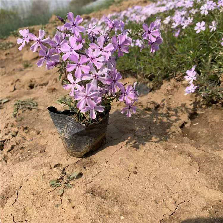 青州芝樱杯苗价格 丛生福禄考分枝多的 芝樱报价表