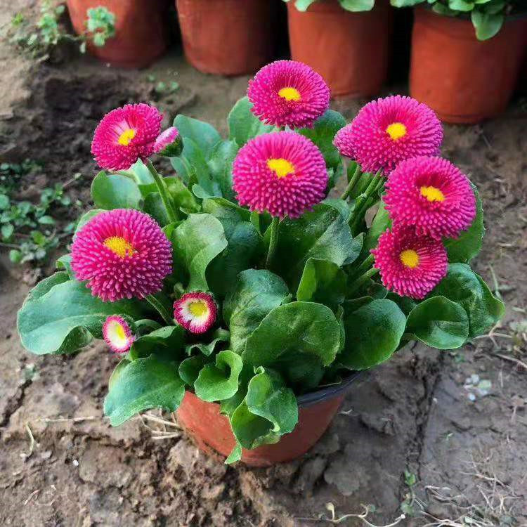 山东雏菊供应基地 雏菊苗商供应 雏菊基地种植基地