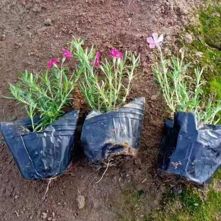 陕西芝樱批发基地 丛生福禄考批发供应基地 丛生福禄考幼苗繁育基地