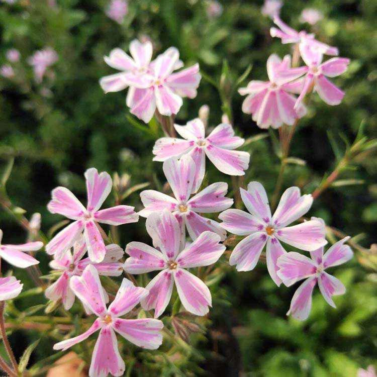 威海芝樱繁育基地 丛生福禄考小苗批发 芝樱基地种植基地