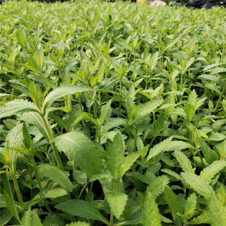 青州柳叶马鞭草杯苗价格 马鞭草批发供应基地 柳叶马鞭草幼苗繁育基地