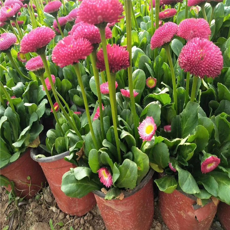 淄博雏菊生产基地 雏菊苗商供应 雏菊新价格