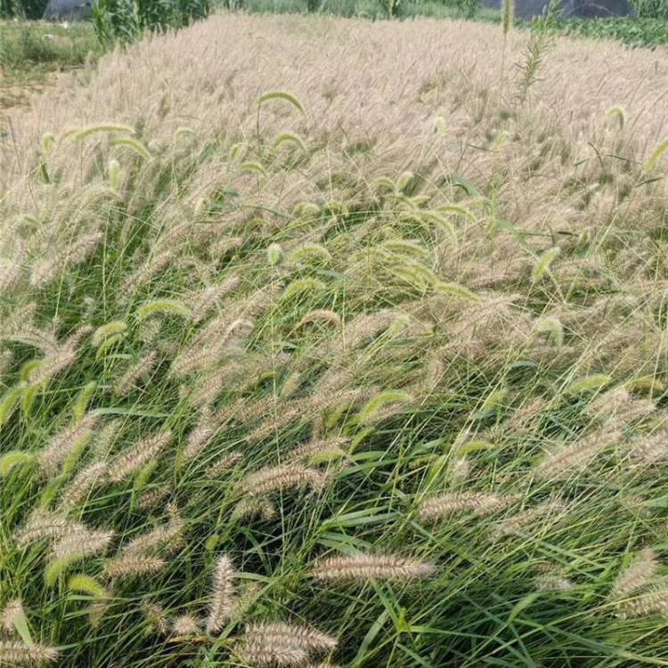 烟台狼尾草直销基地 狼尾草销售基地 狼尾草苗批发基地