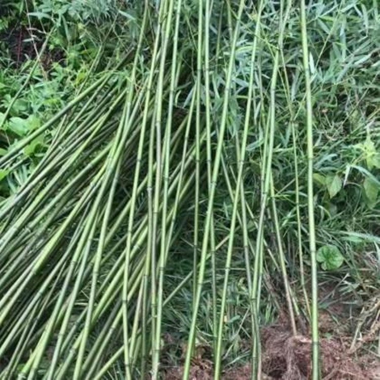 天津翠竹生产基地 绿化竹子批发供应基地 金镶玉竹报价表