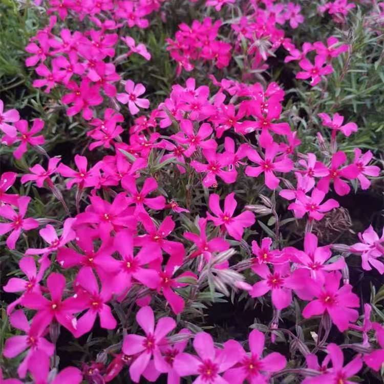 丛生福禄考 丛生福禄考供应基地 芝樱基地种植基地