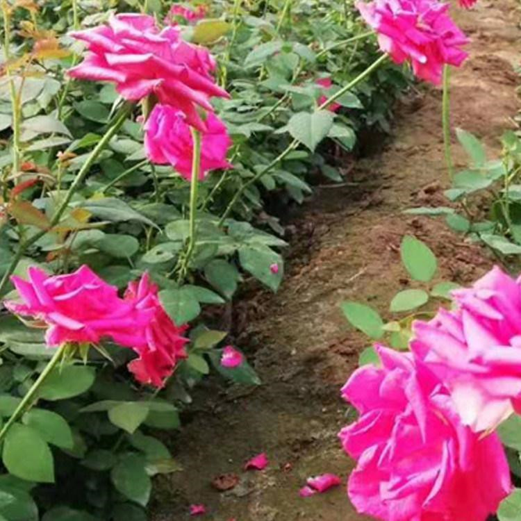 大花月季 分枝多的大花月季 红帽月季批发生产基地