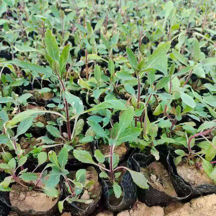 河北柳叶马鞭草批发 马鞭草销售基地 柳叶马鞭草基地种植基地
